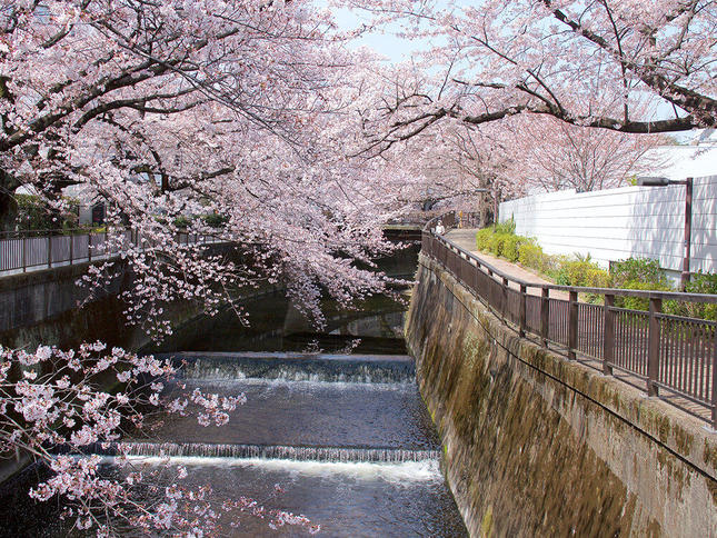 川沿いに咲き誇る桜の木