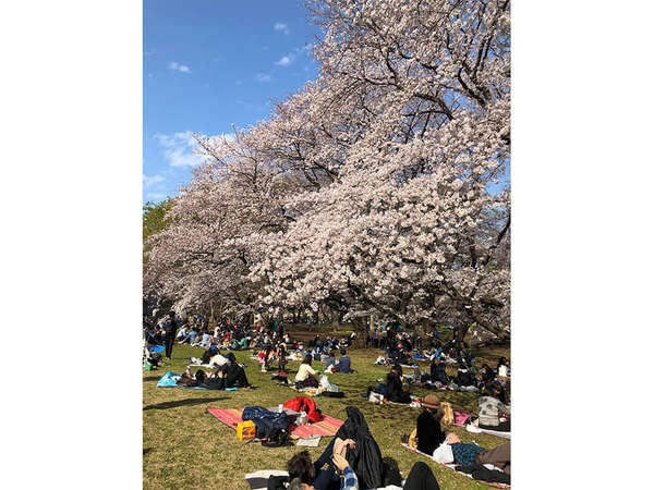 2019年是非行きたいお花見スポットの画像
