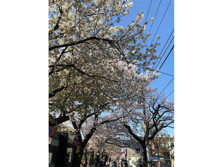 きっと森山直太朗さんも見たであろう桜