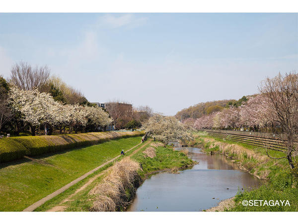 次々と花開く春の彩りを楽しめる「野川緑道」