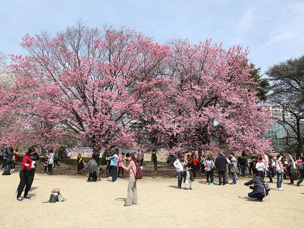 4月中旬まで楽しめる！新宿御苑の桜の画像