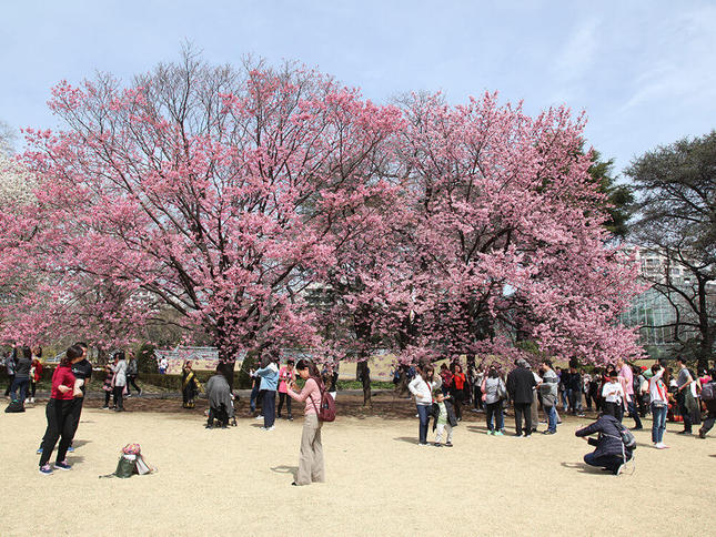 4月中旬まで楽しめる！新宿御苑の桜