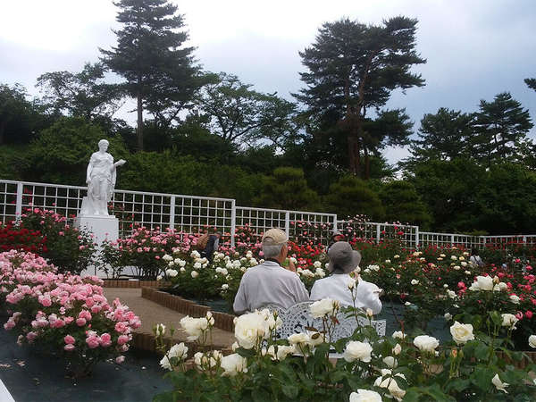 生田緑地「ばら苑」開苑の画像