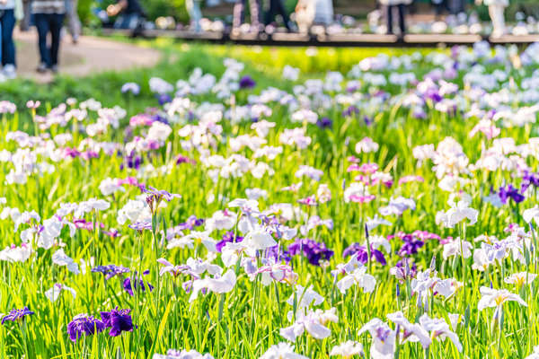 あじさいと花菖蒲の画像