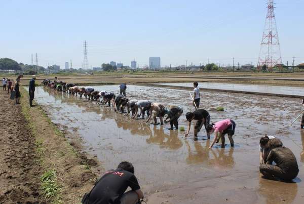 田植え体験！座間！日本人も外国人も！の画像
