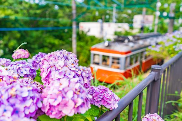 あじさい名所が点在！　箱根の魅力を楽しもうの画像