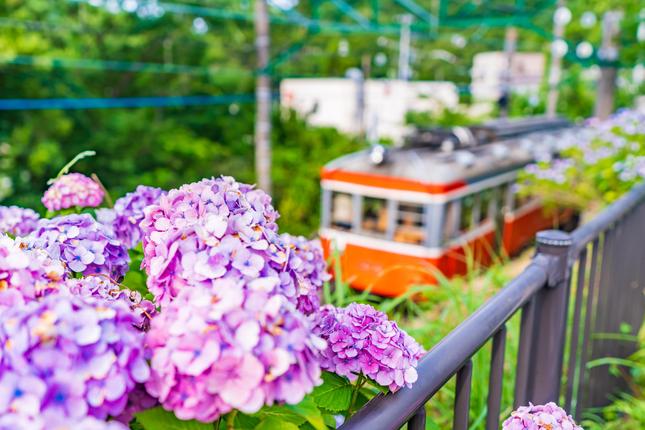 あじさい名所が点在！　箱根の魅力を楽しもう