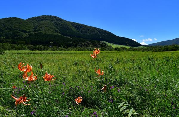 湿原を彩るコオニユリを見に行こう！の画像