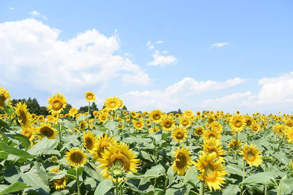 ひまわりが一面に広がる「座間市ひまわりまつり」の画像