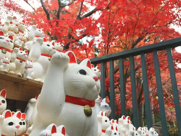 招き猫のお寺で秋を感じよう！の画像