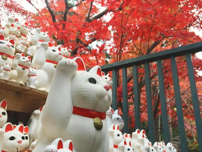 招き猫のお寺で秋を感じよう！
