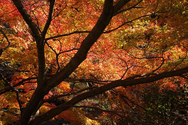 生田緑地の紅葉の画像