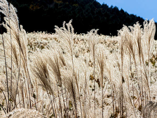 童心に返るススキ草原の画像