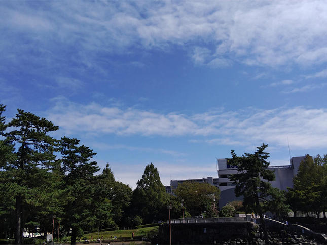 緑が美しい相模大野中央公園