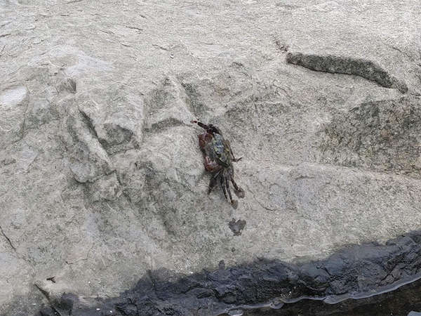 稚児ヶ淵までお散歩の画像