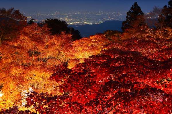 大山の紅葉ライトアップに行ってみよう！の画像