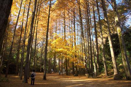 登山気分で紅葉狩りが楽しめる「生田緑地」