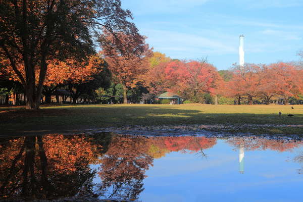 秋のピクニックを砧公園で！の画像