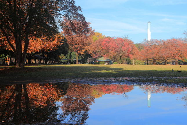 紅葉が綺麗な砧公園