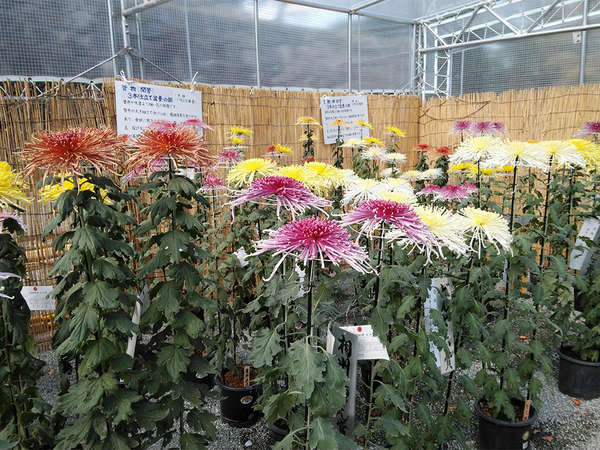 小田原城菊花展の画像