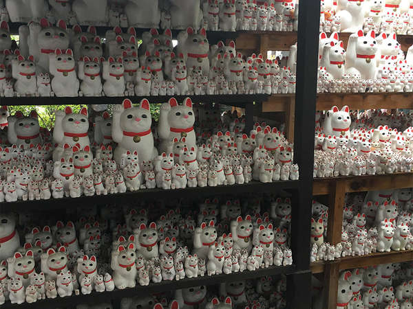 猫が溢れる由緒正しきお寺の画像