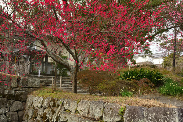 春を先取り！　小田原城で梅散歩の画像