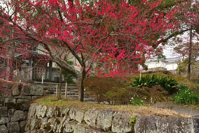 春を先取り！　小田原城で梅散歩
