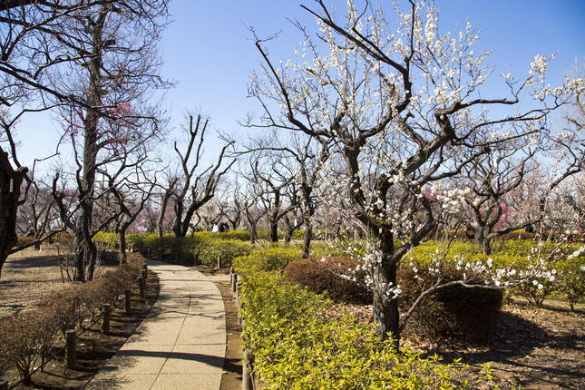 羽根木公園に植わる桜