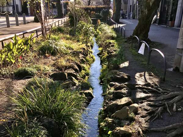 四季折々の草花を楽しめる、北沢川緑道の画像