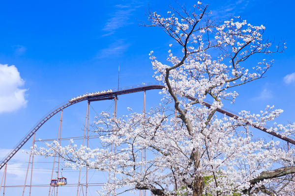 桜の中を疾走！ ハイスピードでお花見