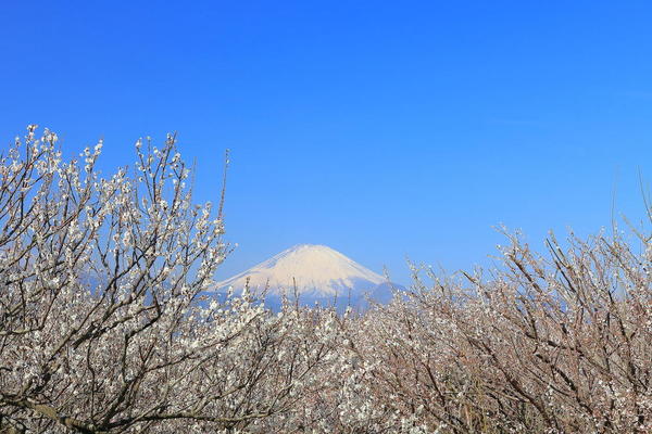 早春の風物詩「小田原梅まつり」