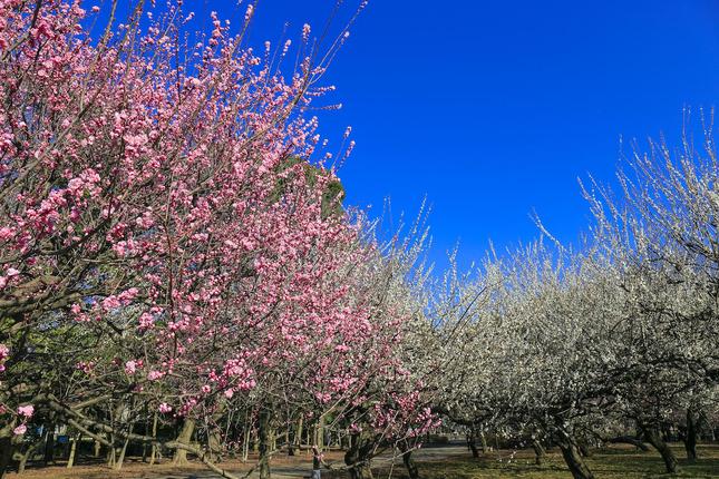 桜で有名な砧公園では、実は梅も楽しめる