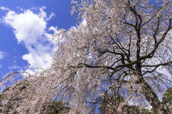 滝のようなしだれ桜を見に行こう！の画像