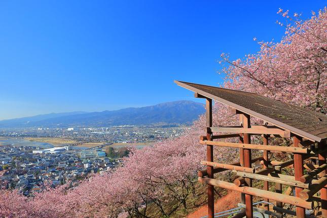 “ハーブガーデンから見える桜と青い空“