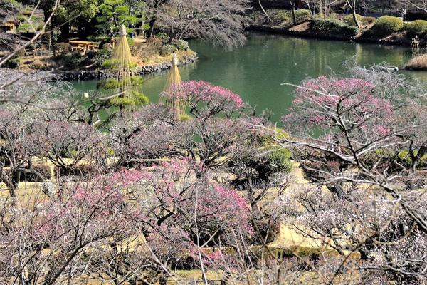 春は梅から！　自然と歴史を感じる公園の画像