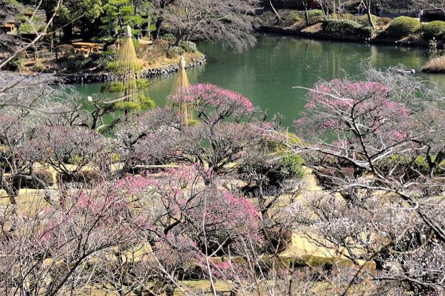 池と桜