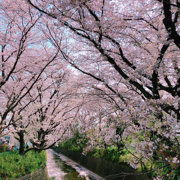 桜の季節が待ち遠しいの画像