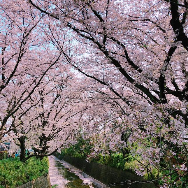 桜の季節が待ち遠しい