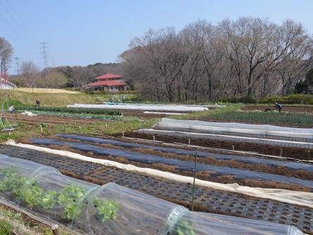 体験農園を楽しむ