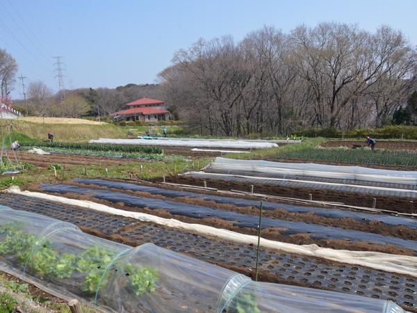 体験農園を楽しむの画像