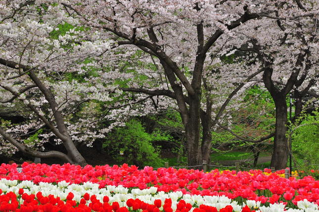 大和の「ふれあいの森」で桜とチューリップが夢の共演