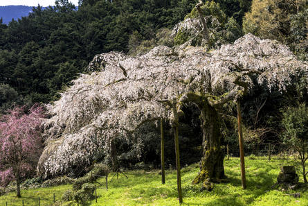 長興山紹太寺のしだれ桜で感動体験！