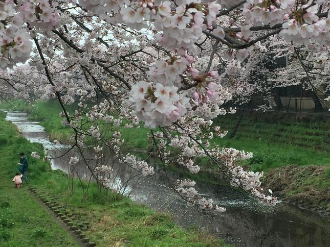 野川沿いに続く桜の遊歩道