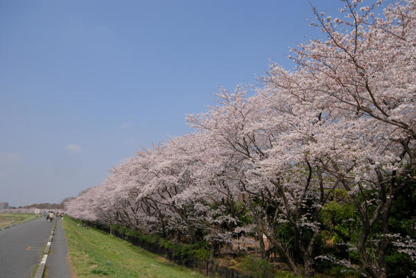 多摩川沿いでお花見散歩！の画像