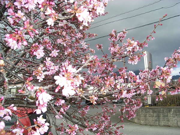 秦野・おかめ桜が見頃迎えるの画像