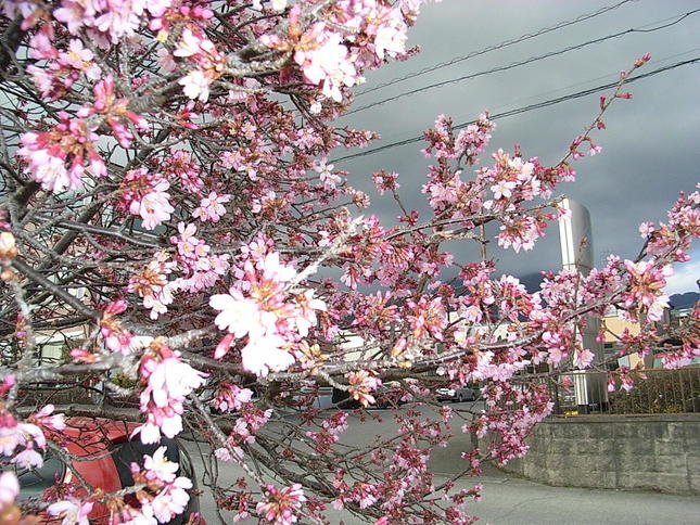 秦野・おかめ桜が見頃迎える