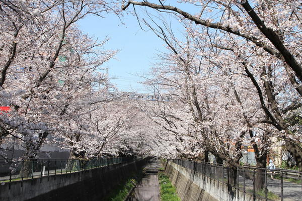 桜トンネルが圧巻！ライトアップもの画像