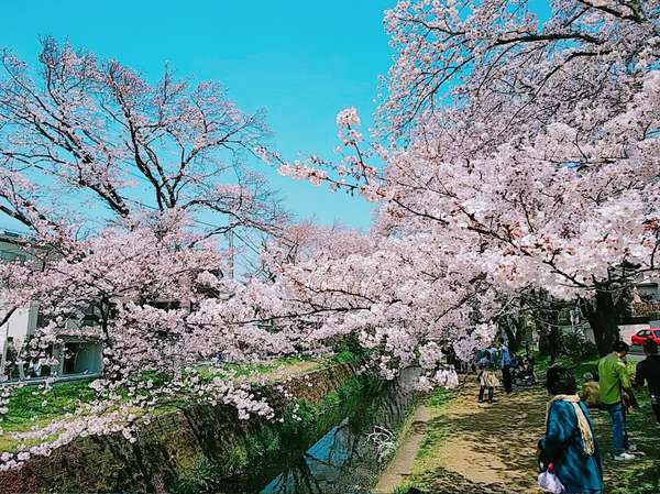 引地川沿い～千本桜の画像