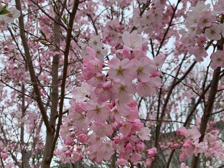 お散歩におすすめ！桜並木