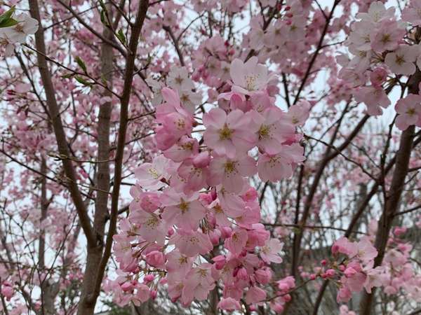お散歩におすすめ！桜並木の画像